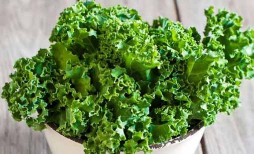 خصائص الكرنب في علاج هشاشة العظام